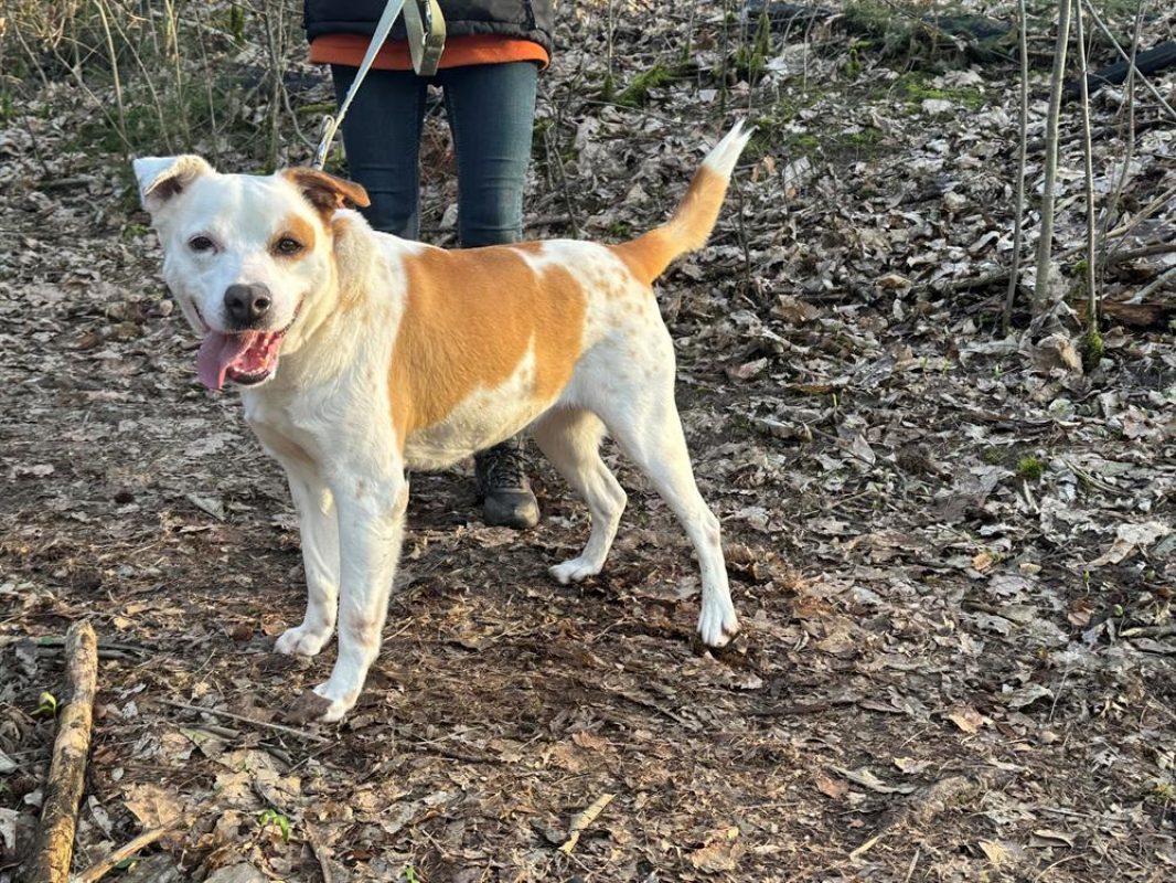 Ninette - Chien Berger à adopter - photo 6
