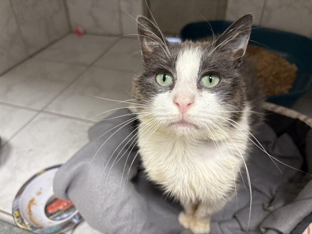 Mignon - Chat Européen à adopter