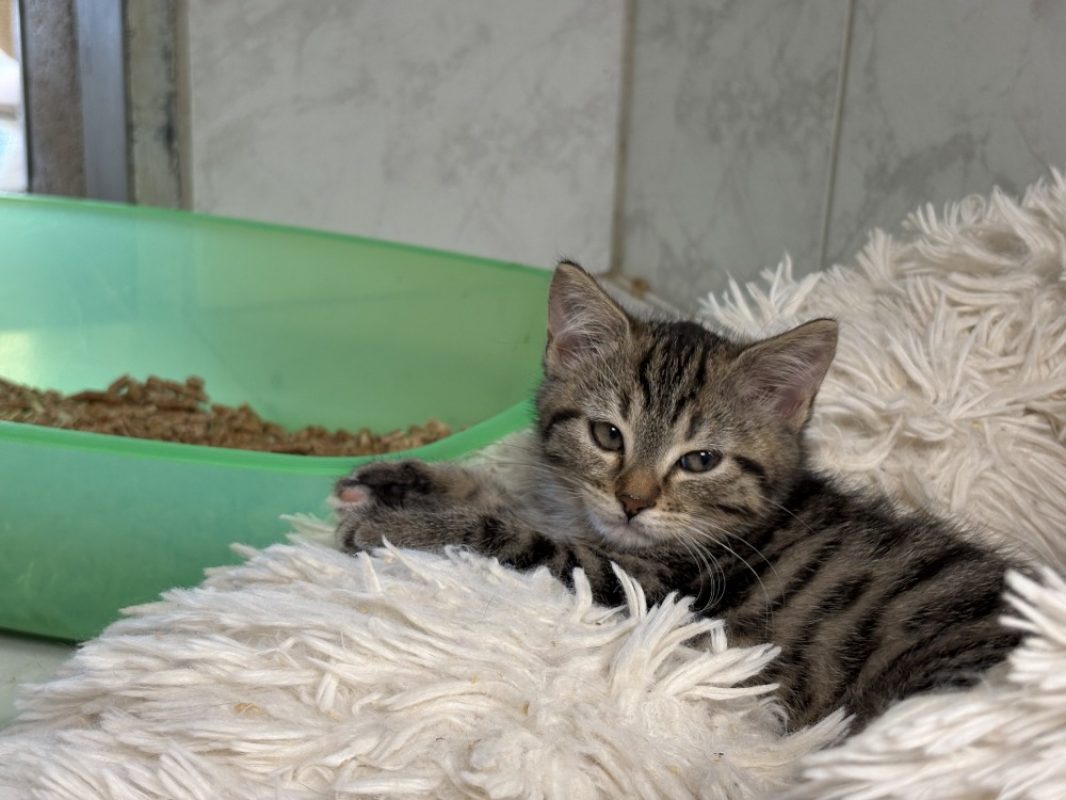 Yzma - Chat Européen à adopter