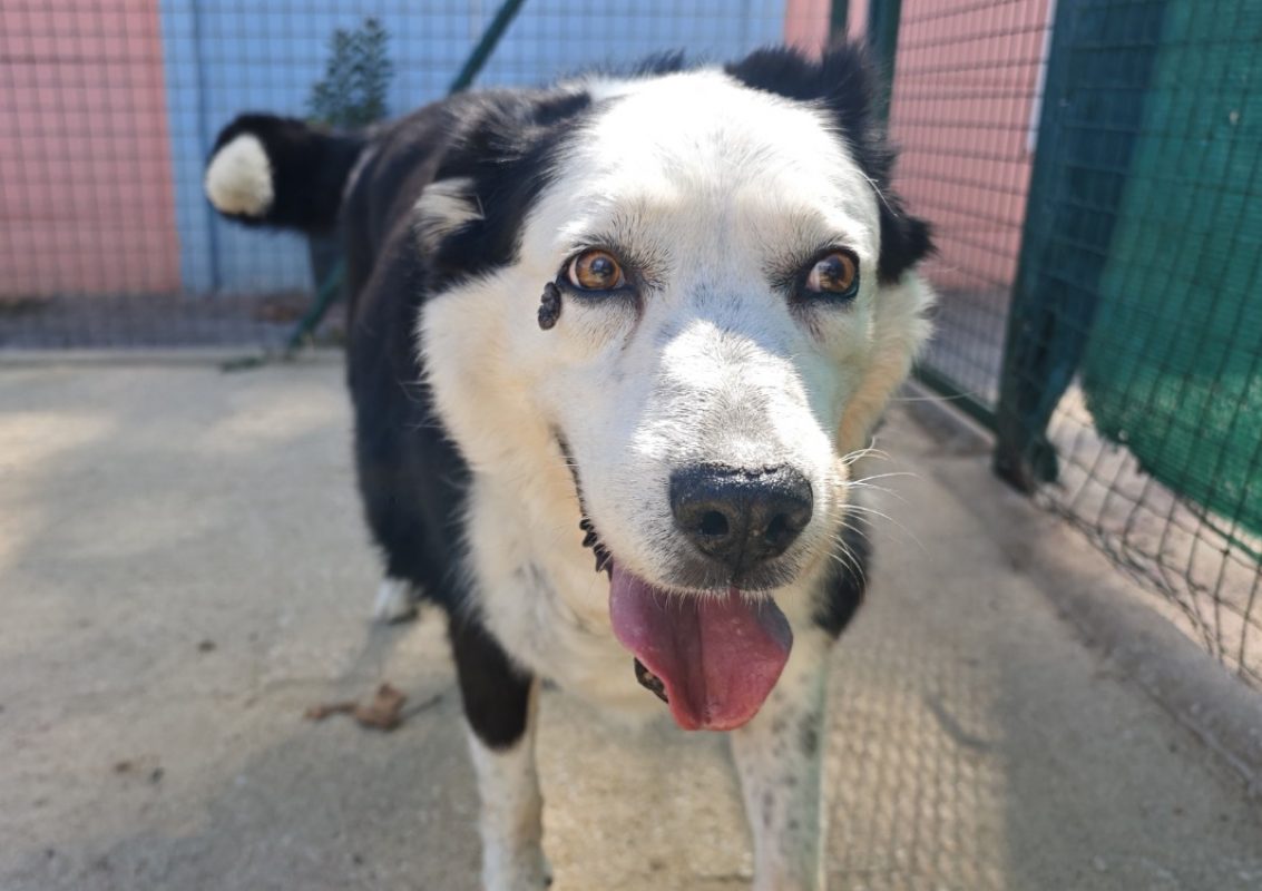 Herton - Chien Border Collie à adopter