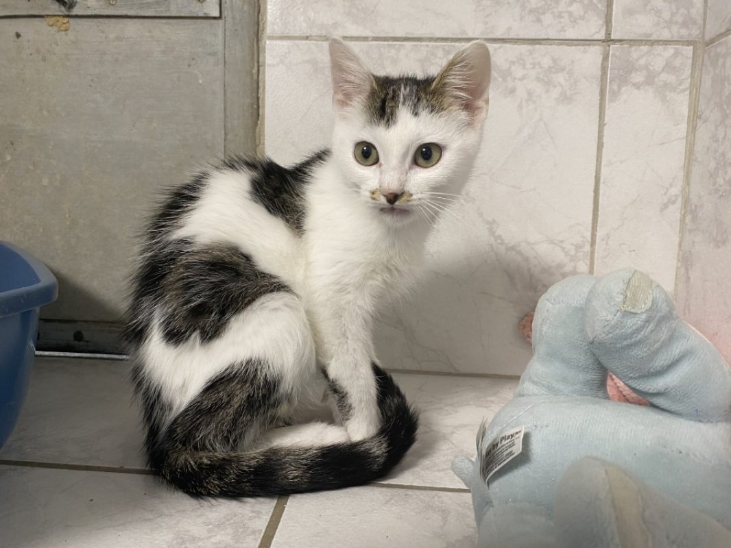 Agua - Chat Européen à adopter