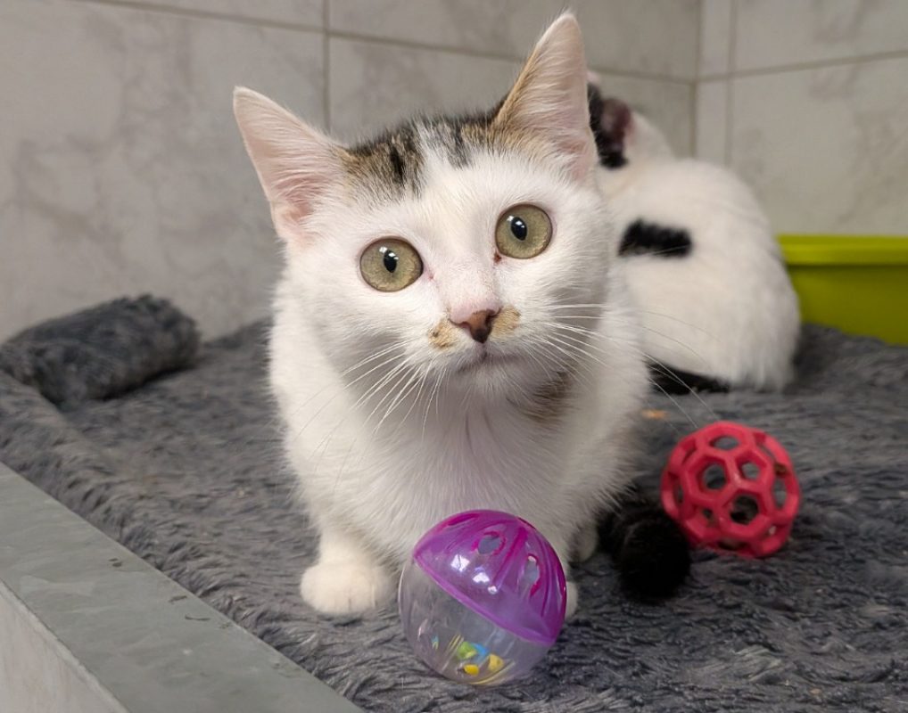 Agua - Chat Européen à adopter