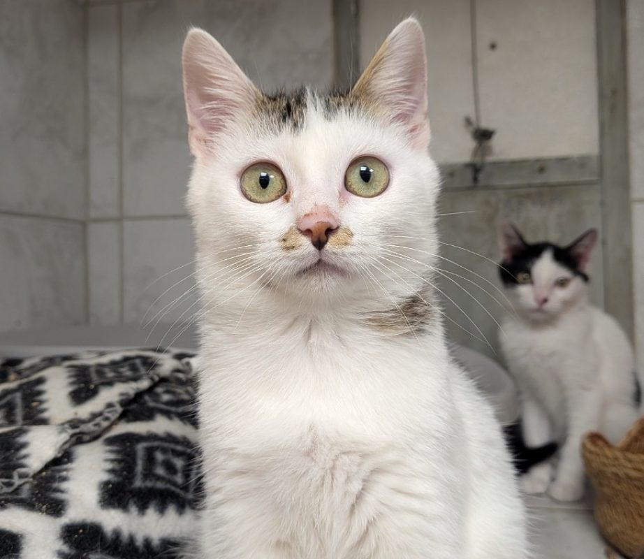 Agua - Chat Européen à adopter - photo 2