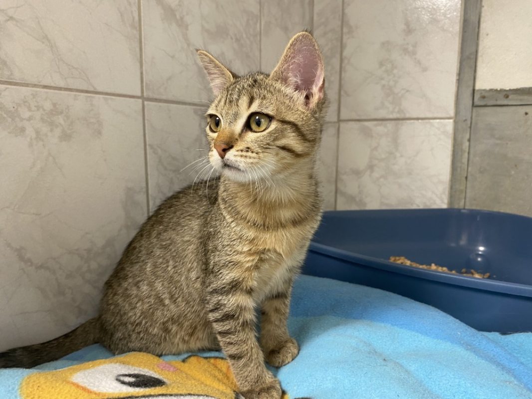 Maui - Chat Européen à adopter