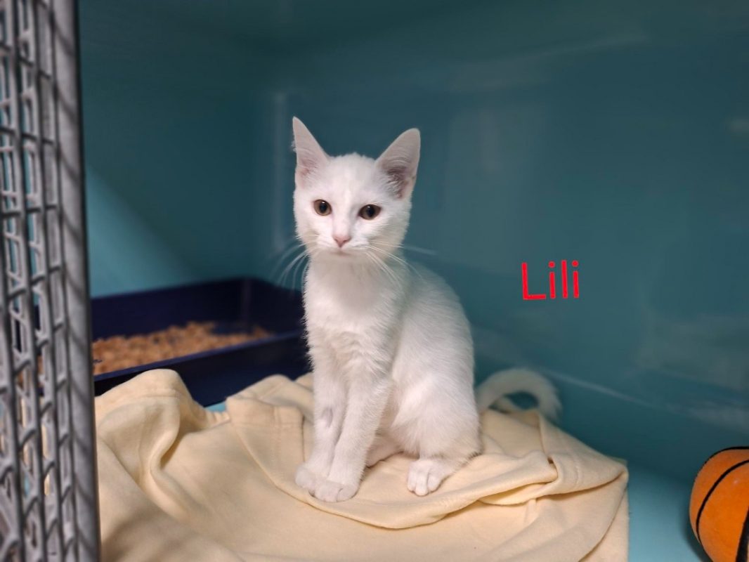 Lili - Chat Européen à adopter