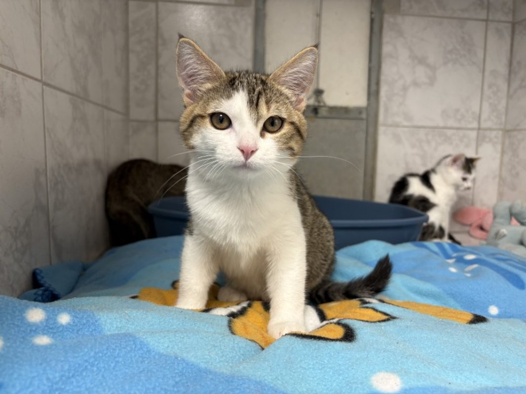 Nani - Chat Européen à adopter