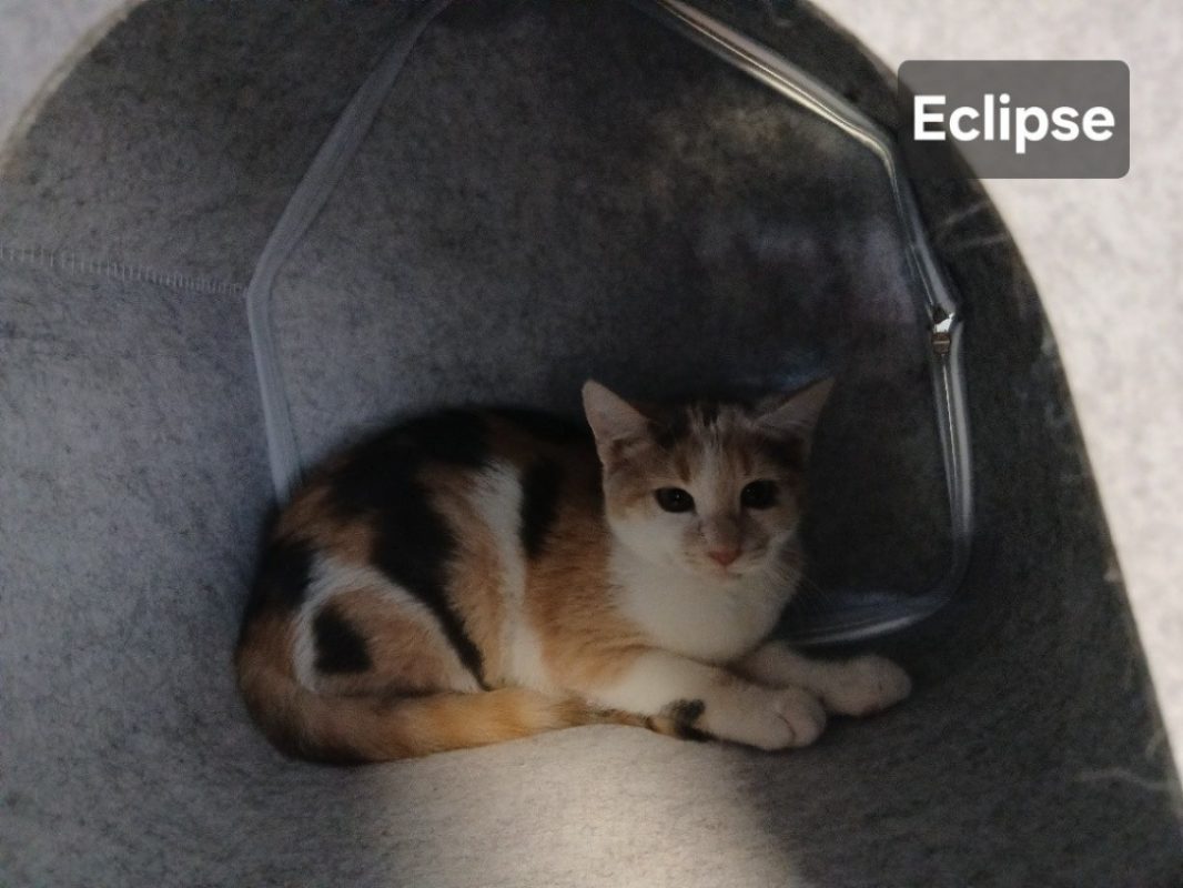 Eclipse - Chat Européen à adopter