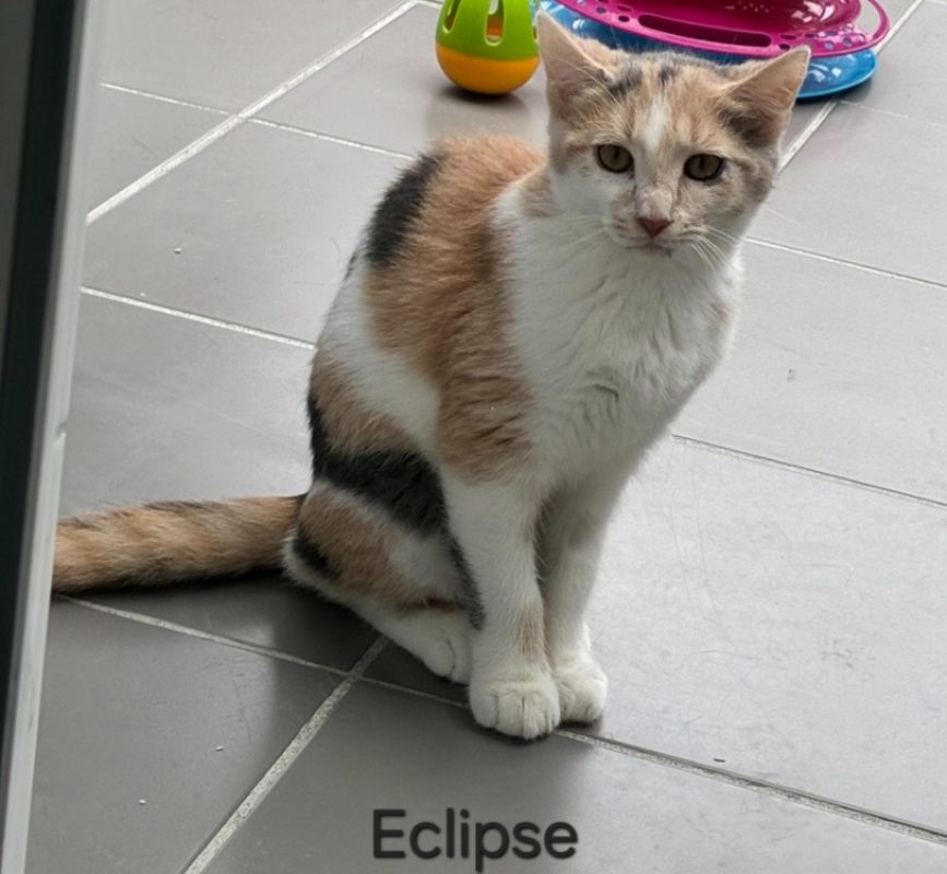 Eclipse - Chat Européen à adopter