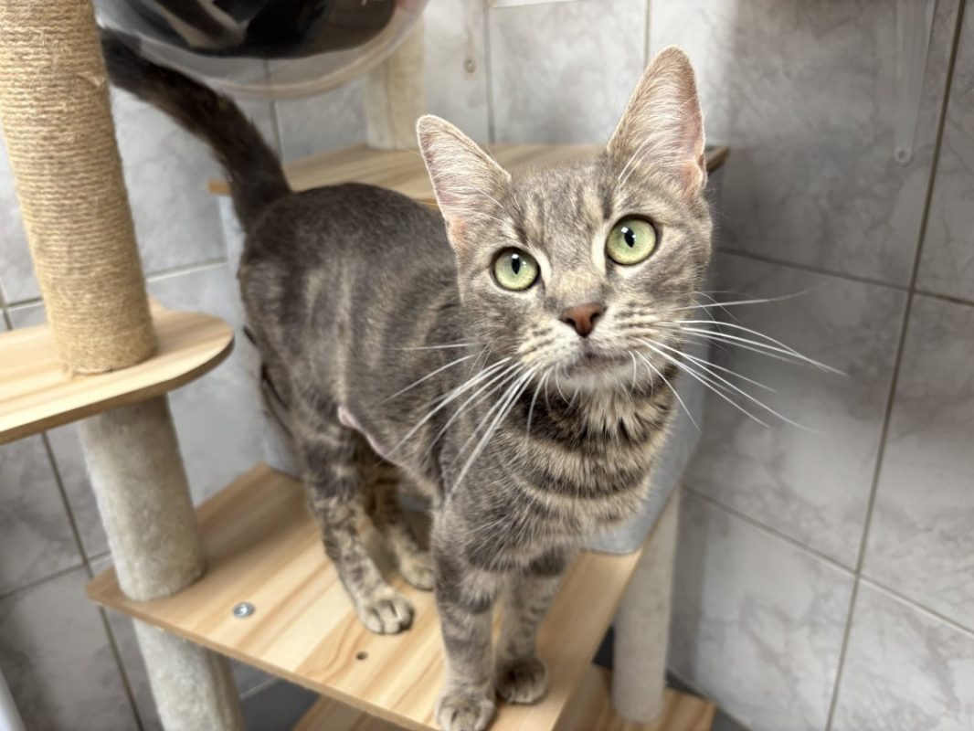 Iris - Chat à adopter