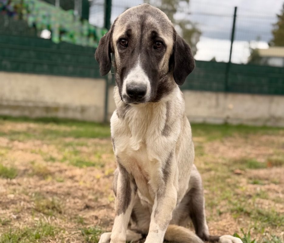 Déesse - Chien Berger d'Anatolie à adopter