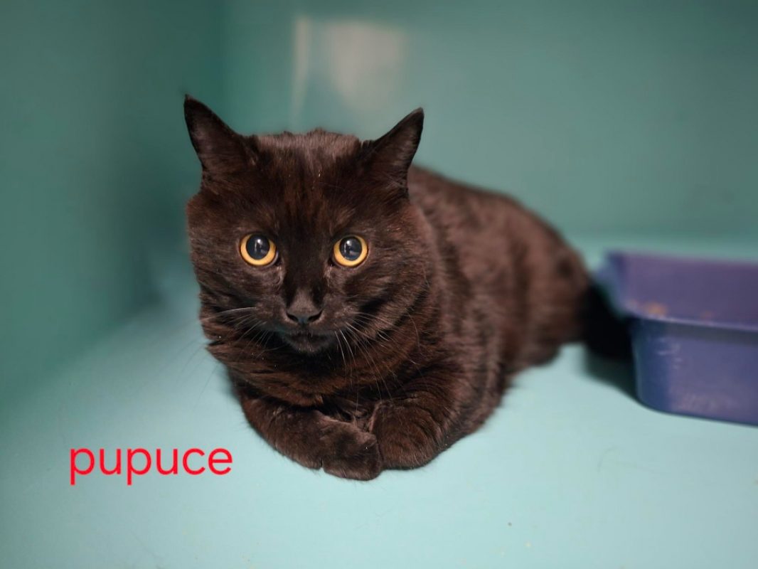 Pupuce - Chat Européen à adopter