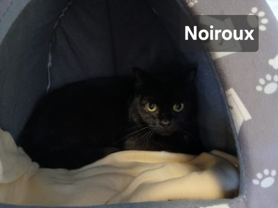 Noiroux - Chat Européen à adopter