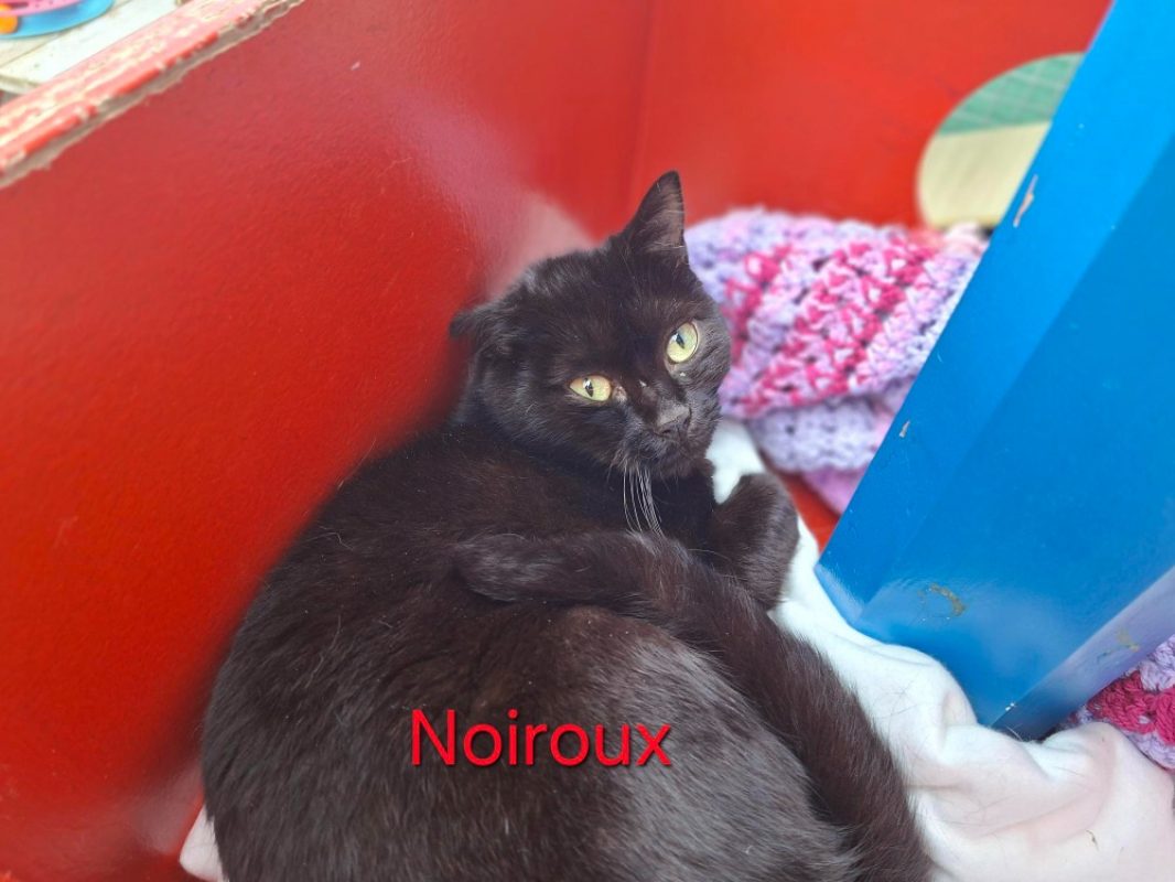 Noiroux - Chat Européen à adopter