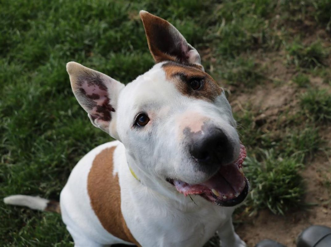 Rondoudou - Chien Bull Terrier à adopter