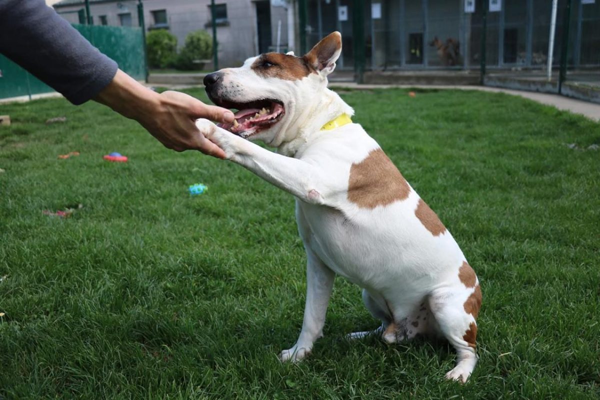 Rondoudou - Chien Bull Terrier à adopter - photo 2