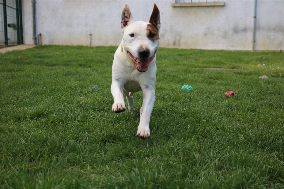 Rondoudou - Chien Bull Terrier à adopter - photo 3