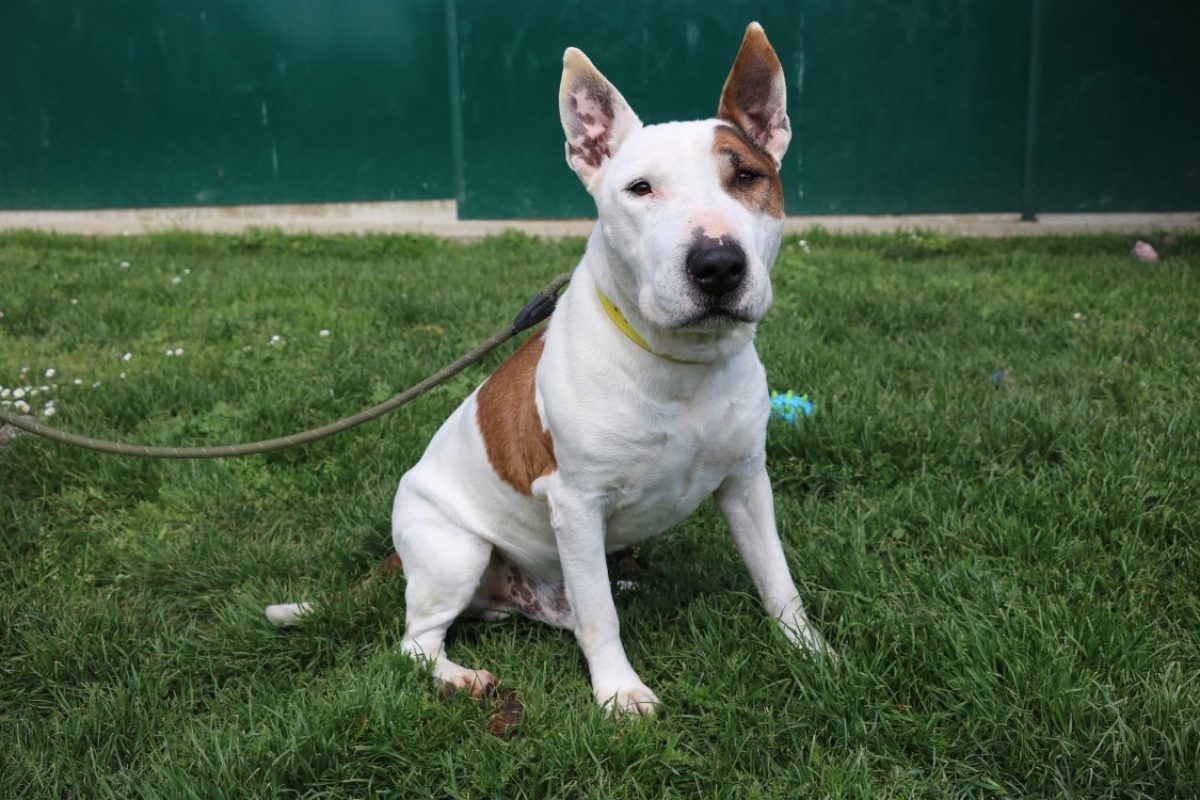 Rondoudou - Chien Bull Terrier à adopter - photo 4