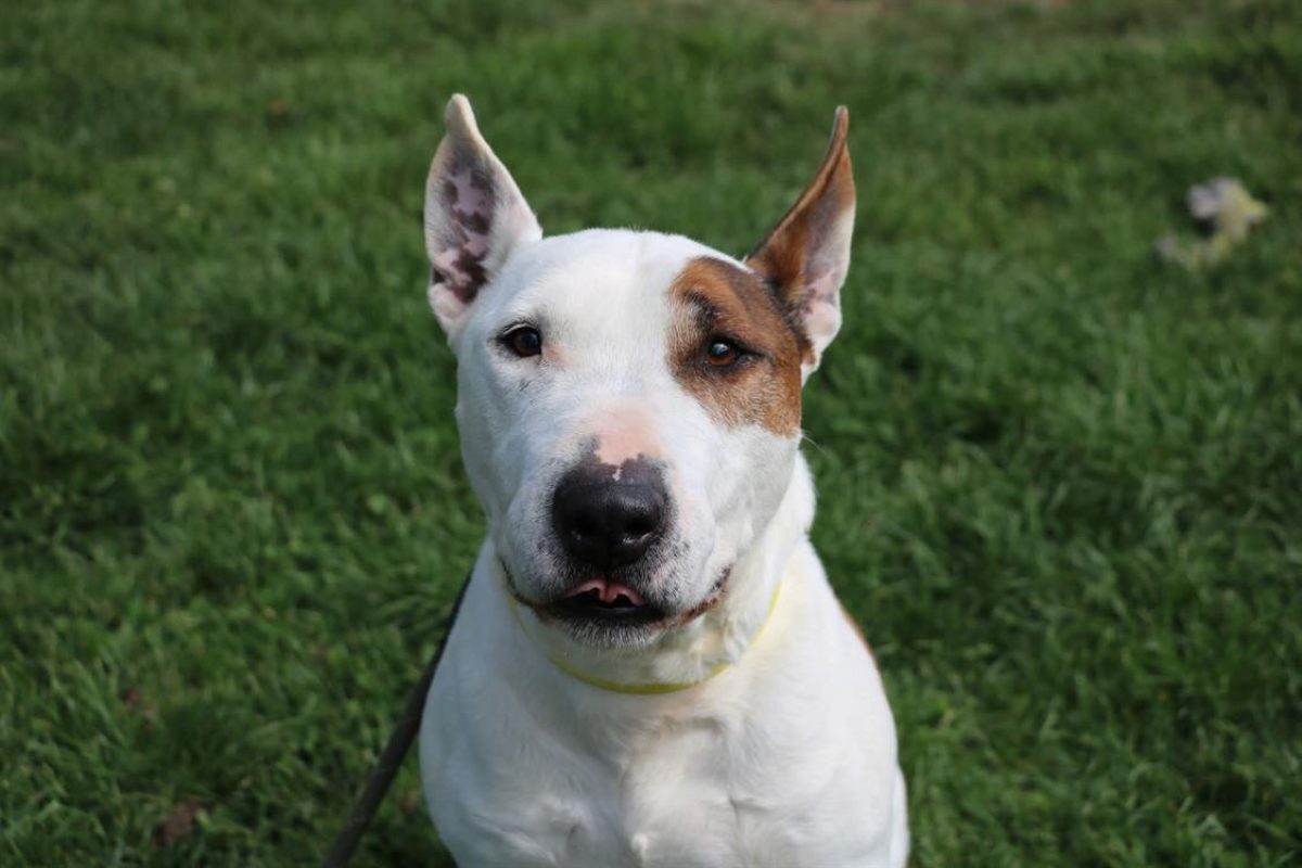 Rondoudou - Chien Bull Terrier à adopter - photo 5
