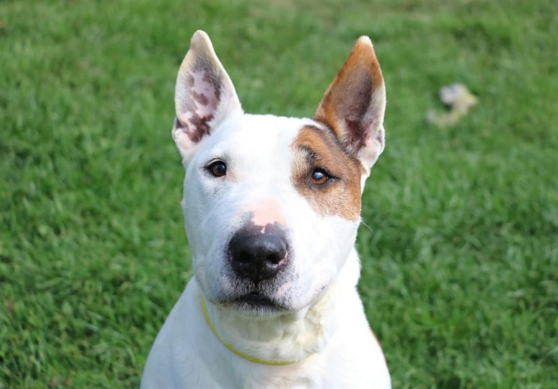 Rondoudou - Chien Bull Terrier à adopter - photo 6