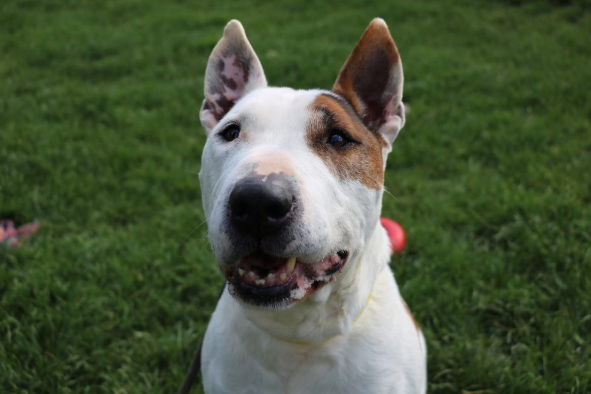 Rondoudou - Chien Bull Terrier à adopter - photo 7