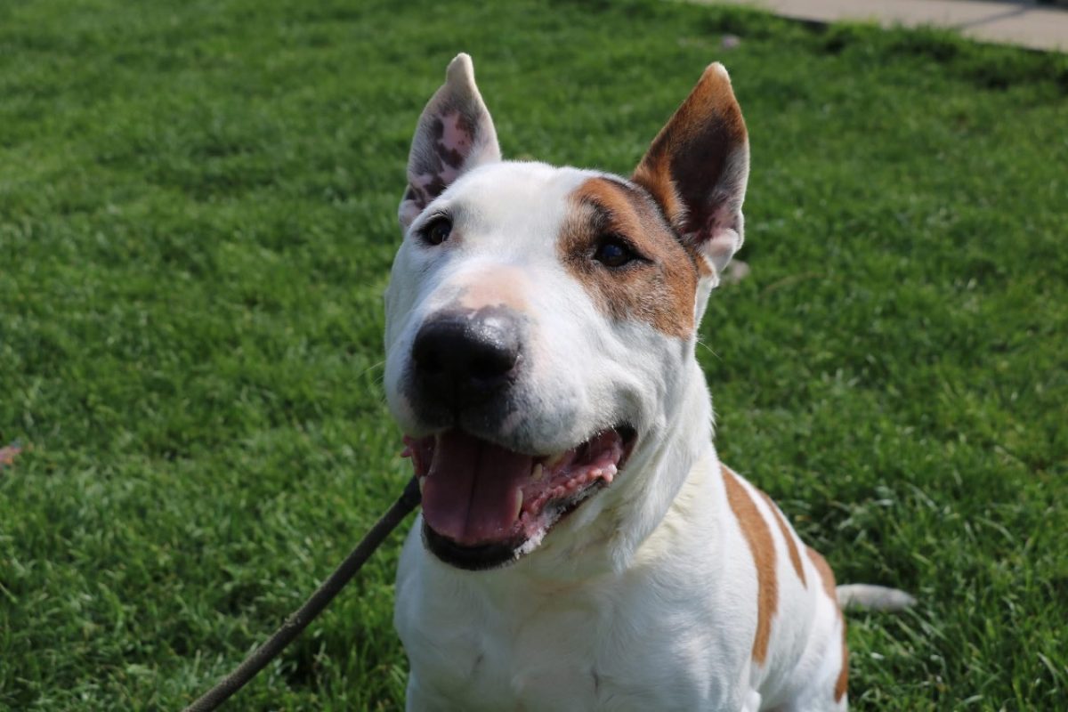 Rondoudou - Chien Bull Terrier à adopter - photo 8