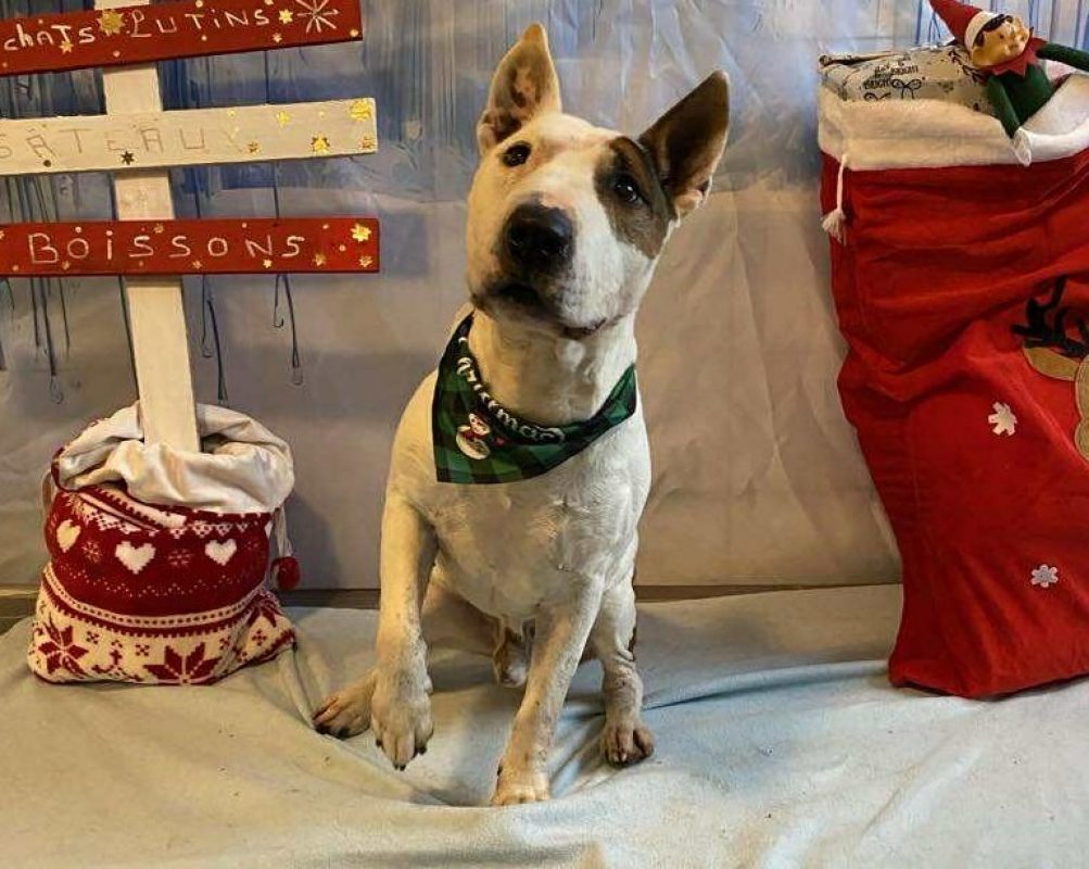 Rondoudou - Chien Bull Terrier à adopter - photo 9