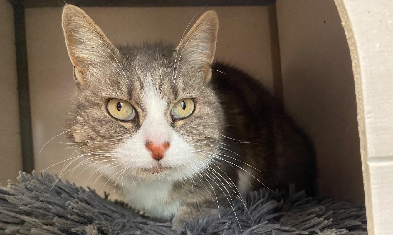 Chaussette - Chat Européen à adopter