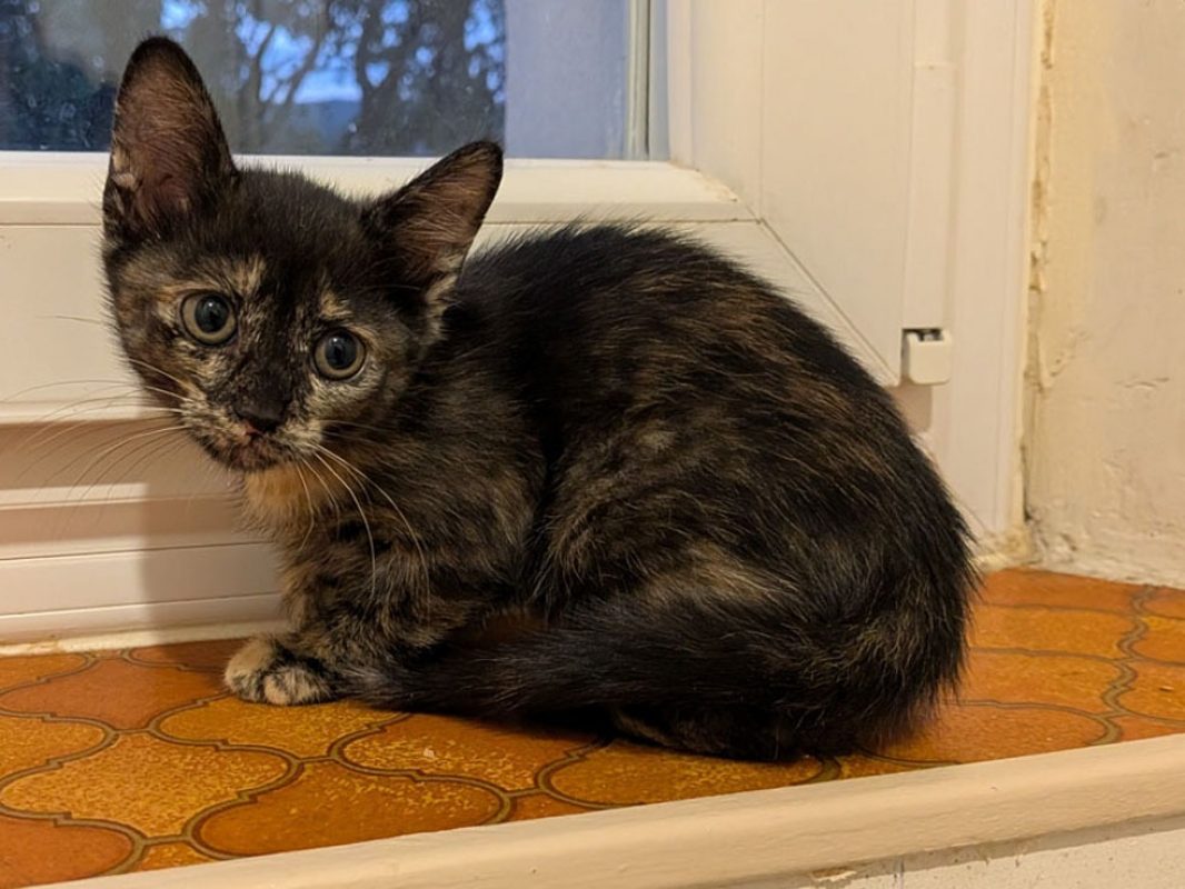 Eclipse - Chat Européen à adopter