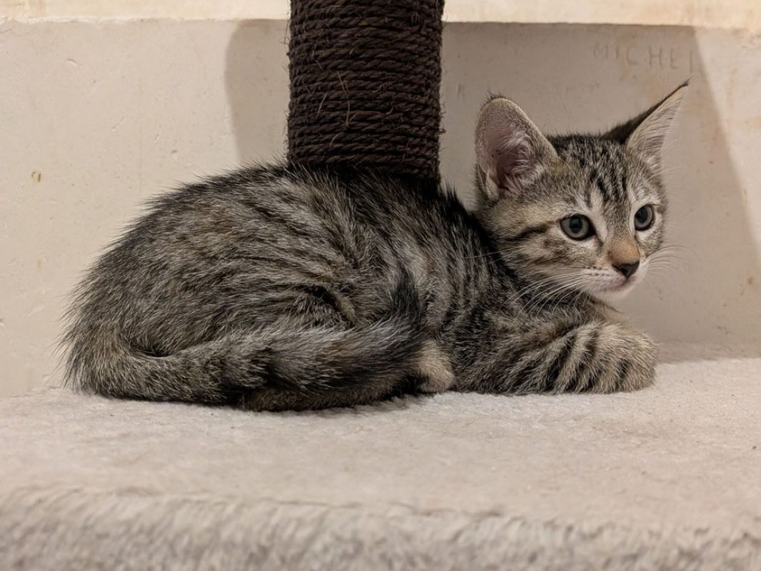 Brume - Chat Européen à adopter