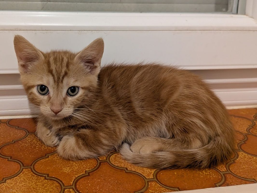 Sirocco - Chat Européen à adopter