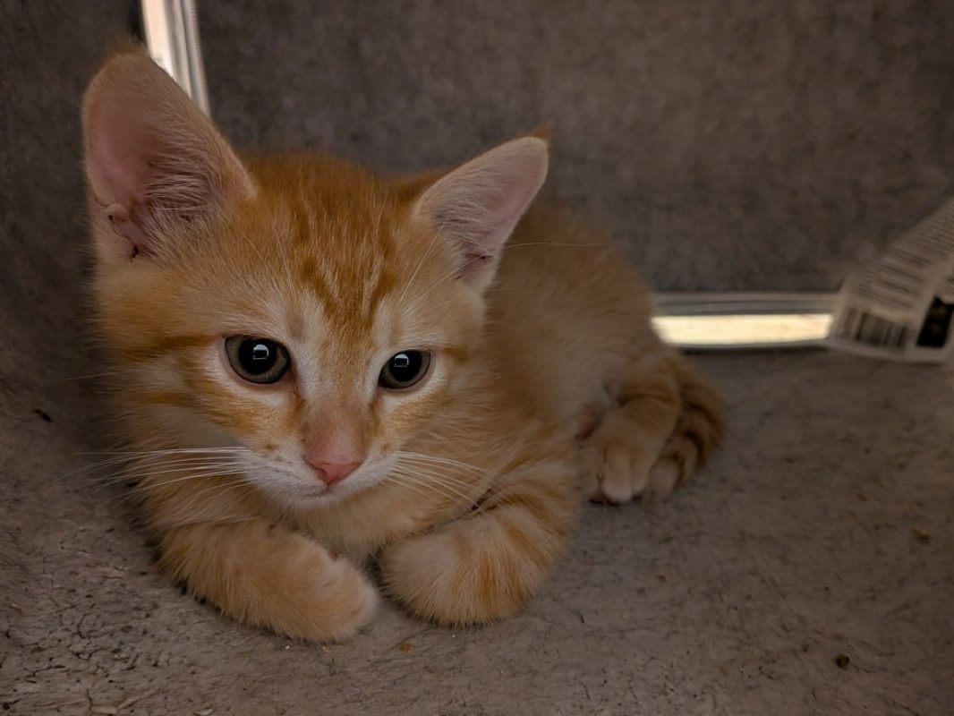 Sablé - Chat Européen à adopter
