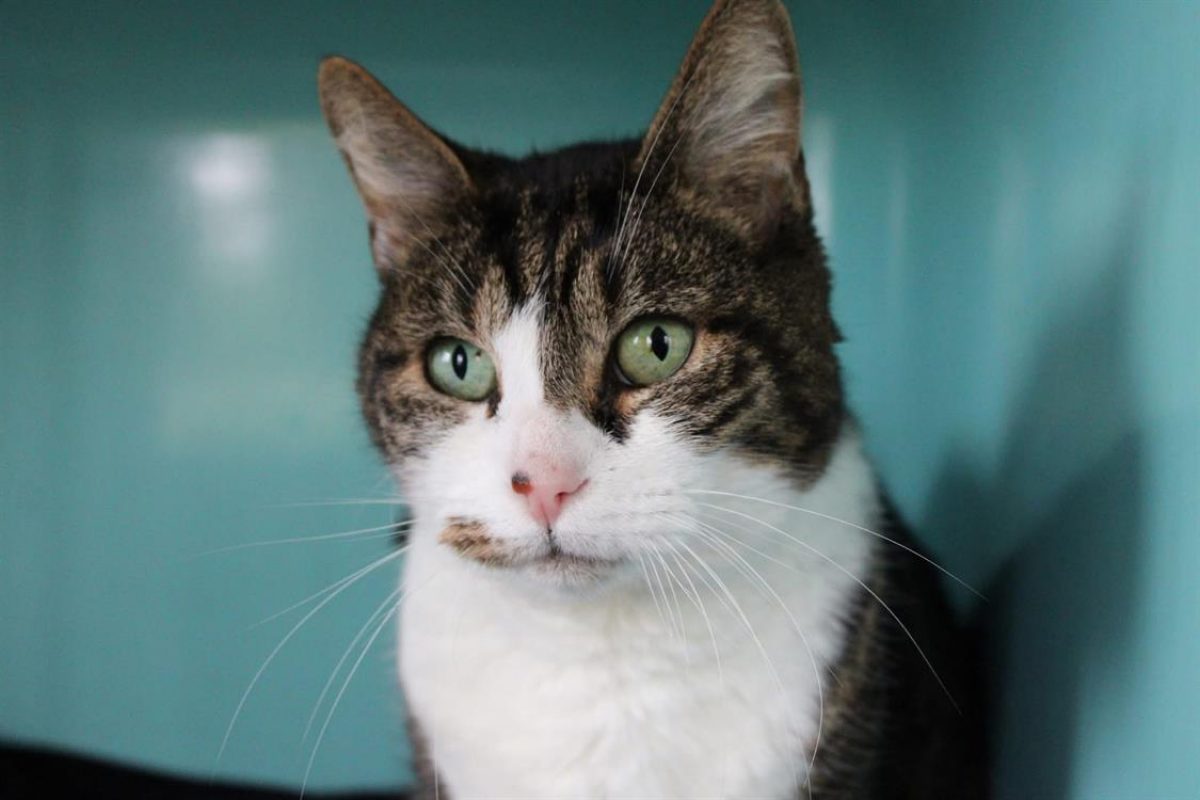 Oops - Chat Européen à adopter