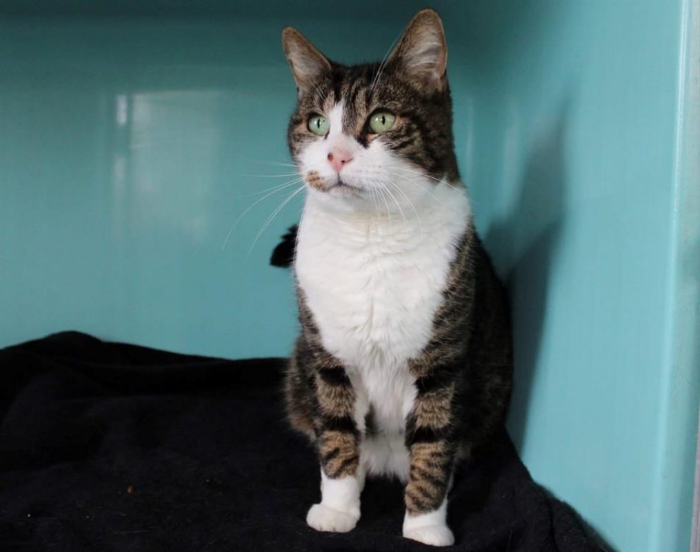 Oops - Chat Européen à adopter - photo 3