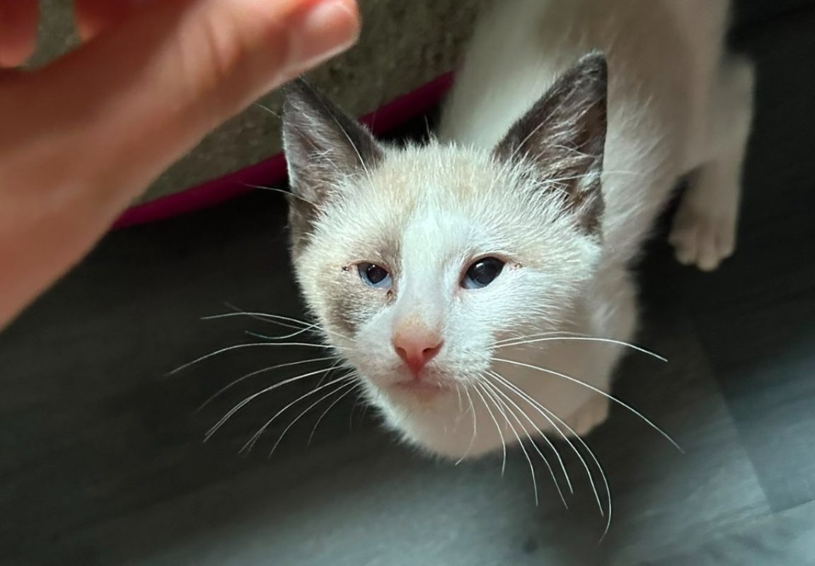 Grispoil - Chat Européen à adopter