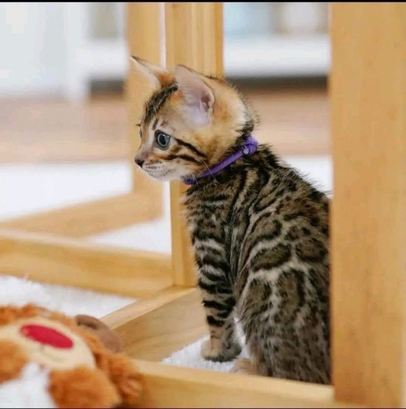 Rony - Chat Bengal à adopter - photo 2