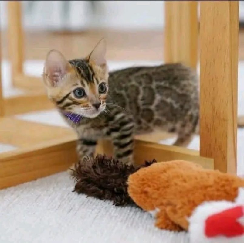 Rony - Chat Bengal à adopter