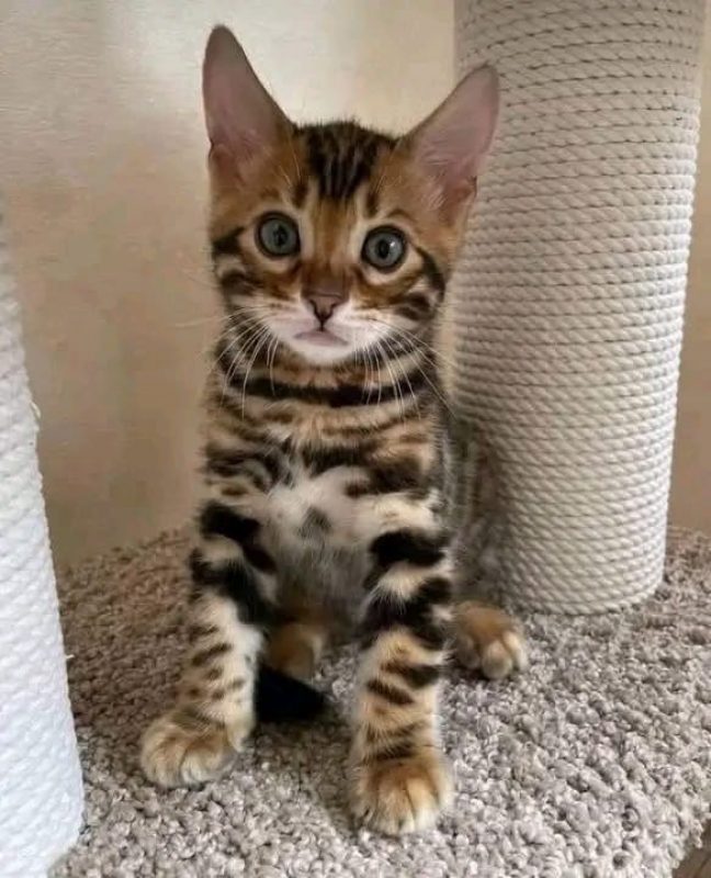 Rony - Chat Bengal à adopter - photo 3