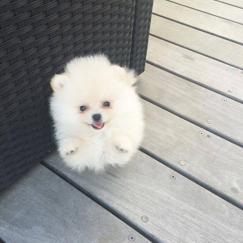 Blanche - Chien à adopter - photo 3