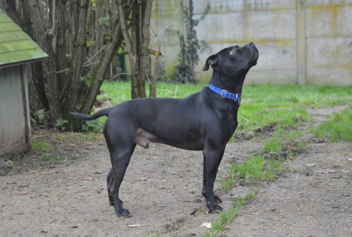 Photo #2 de James bond