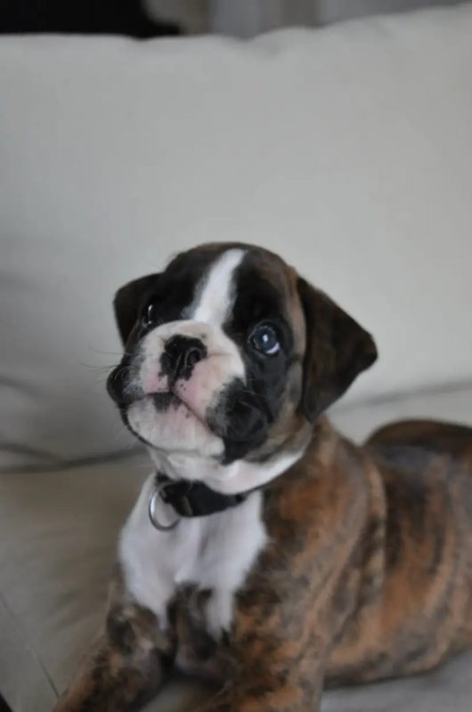 Bob - Chien Boxer à adopter
