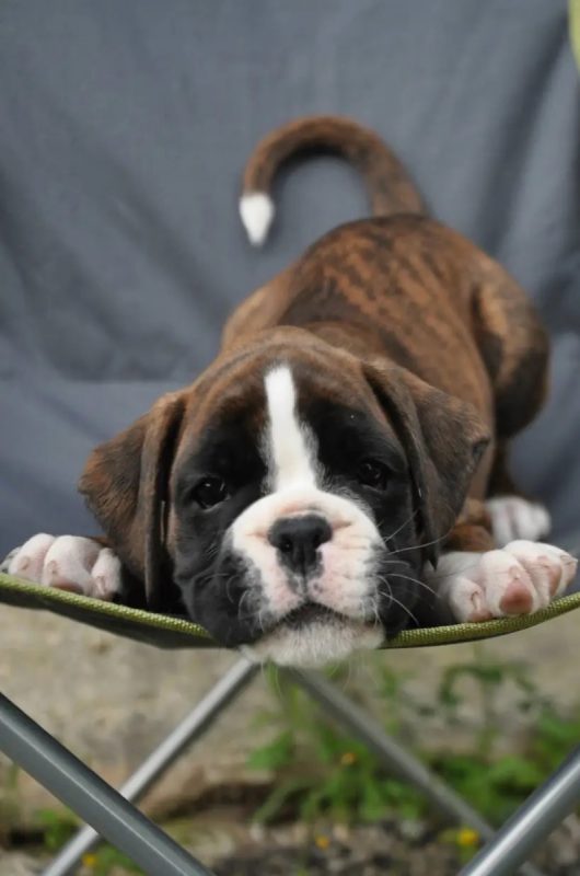 Bob - Chien Boxer à adopter - photo 2