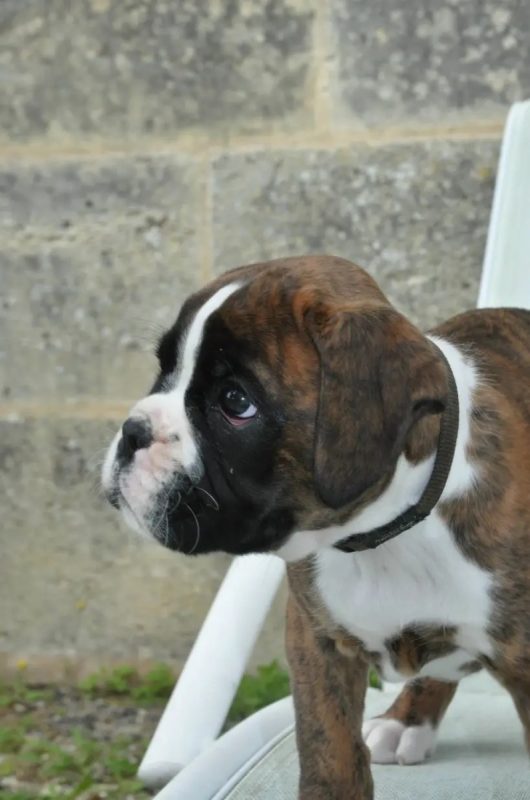 Bob - Chien Boxer à adopter - photo 3