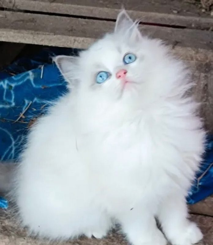 Stella - Chat à adopter - photo 3