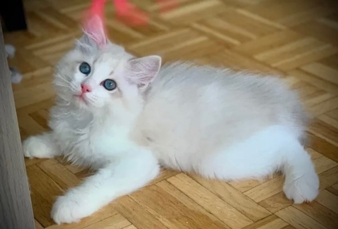 Stella - Chat à adopter - photo 4