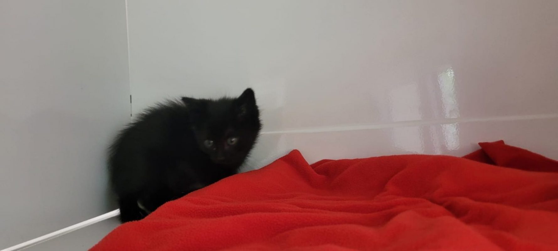 Paolo - Chat Européen à adopter
