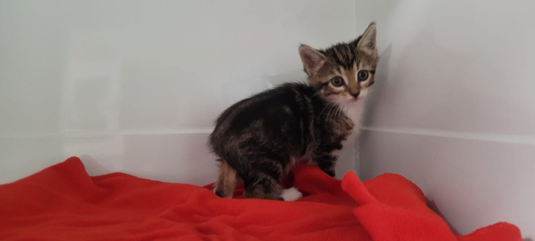 Chiara - Chat Européen à adopter