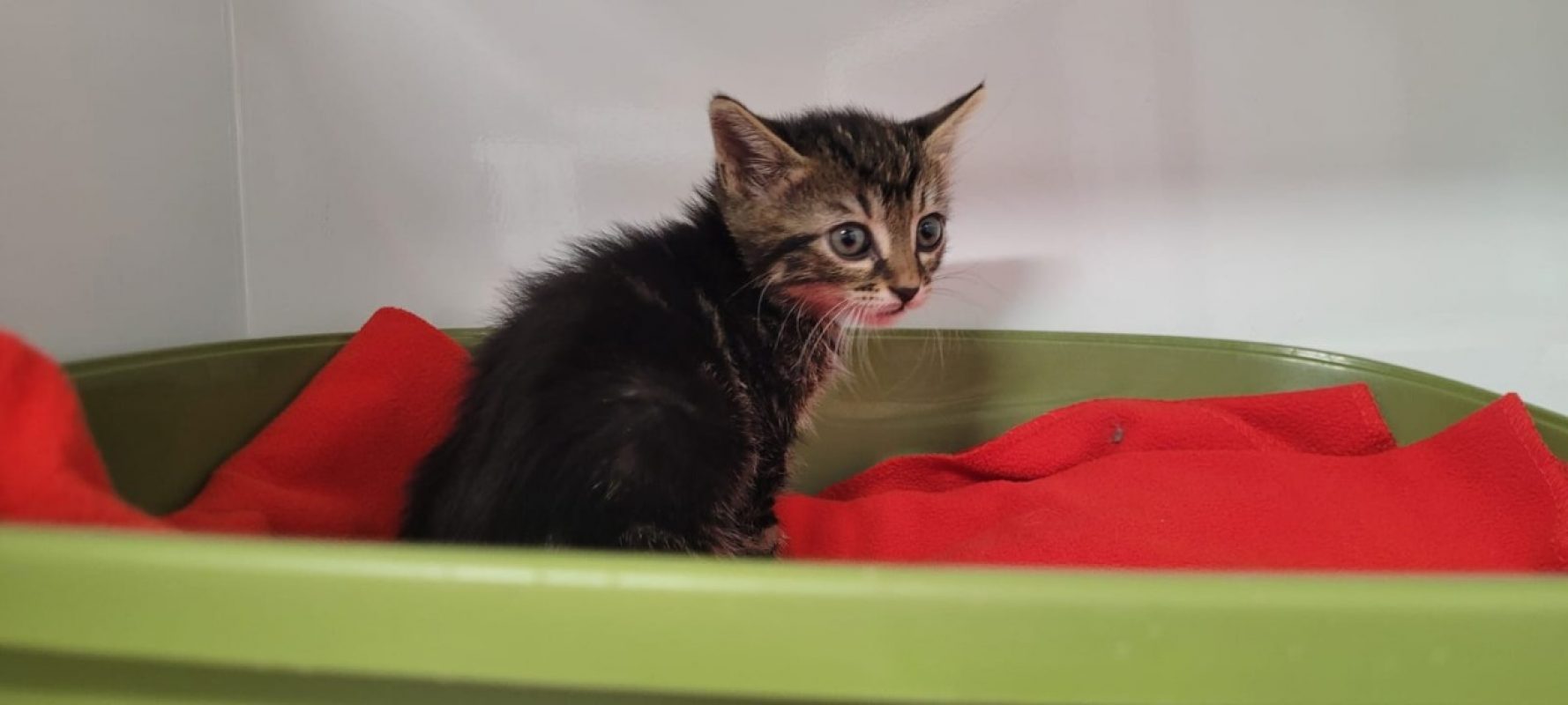 Alberto - Chat Européen à adopter
