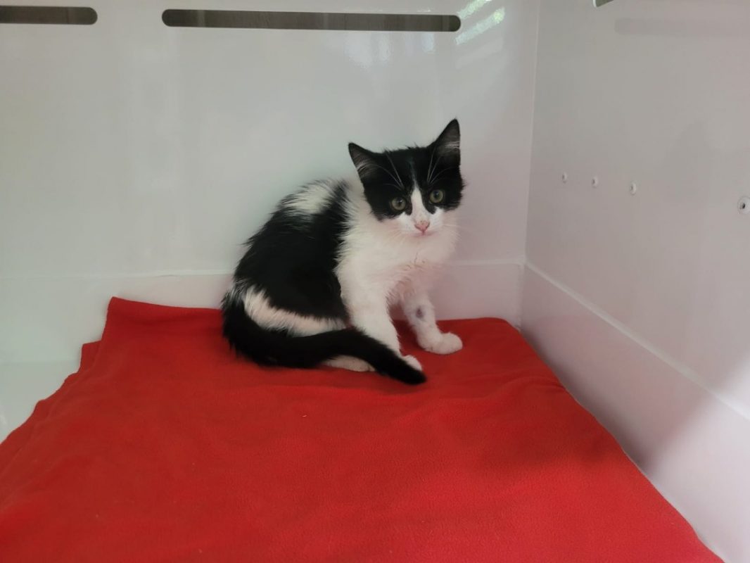 Juan - Chat Européen à adopter
