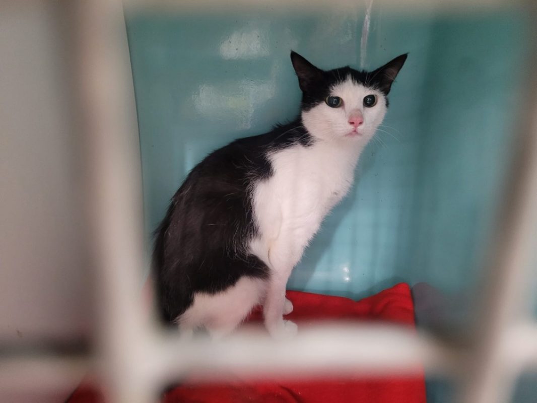 Jo - Chat Européen à adopter