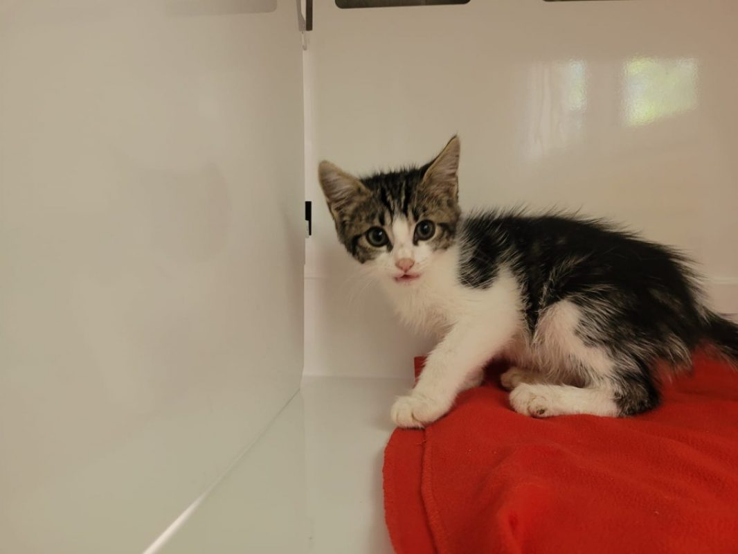 Riccardo - Chat Européen à adopter